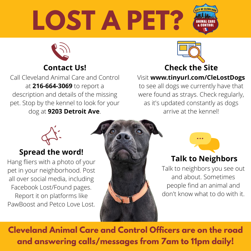 Lost & Found - Neighborhood Pets